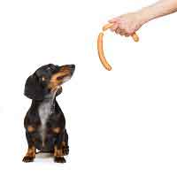 Eating your own dog food: How we use our own SAP...